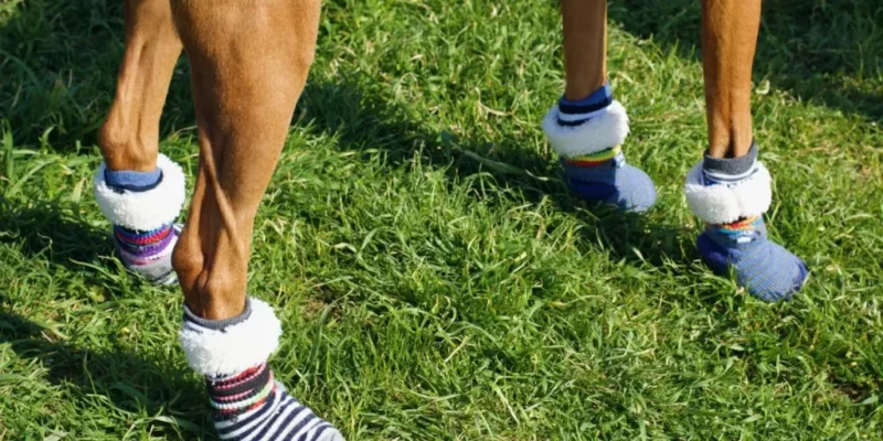 Rutschfeste Hundesocken: Schützen die Pfoten im Innenbereich